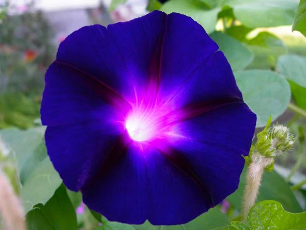 Ипомея пурпурная