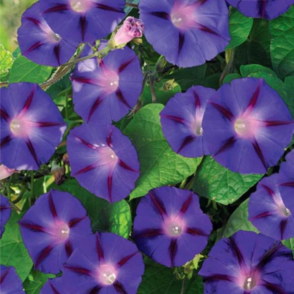 Ипомея трехцветная Ipomoea Tricolor