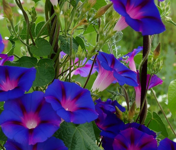 Ипомея ампельная плющевидная