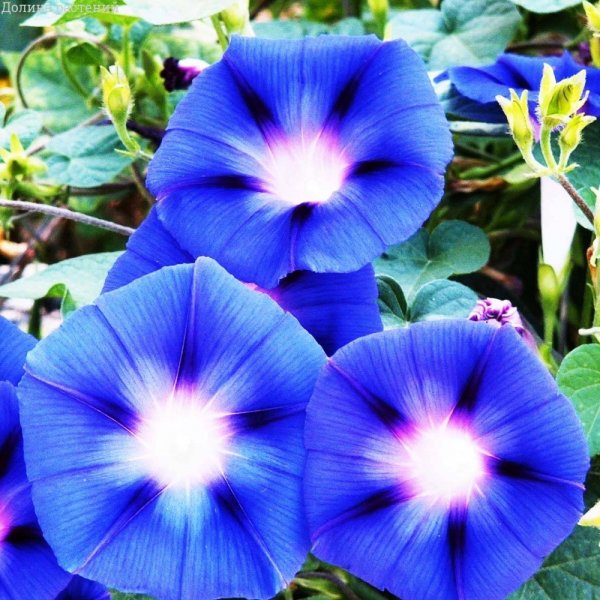 Ипомея Гранд