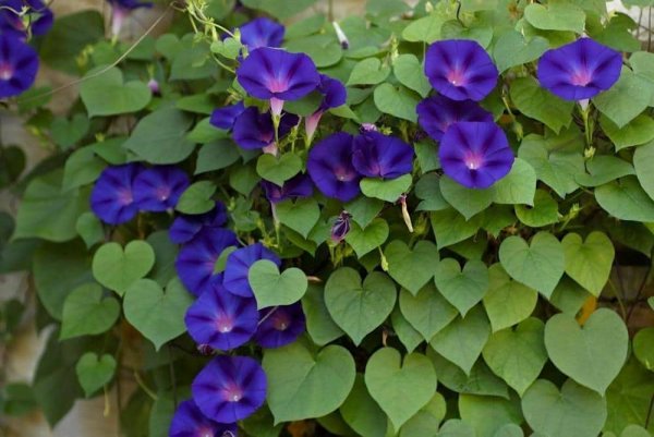 Ипомея Лиана