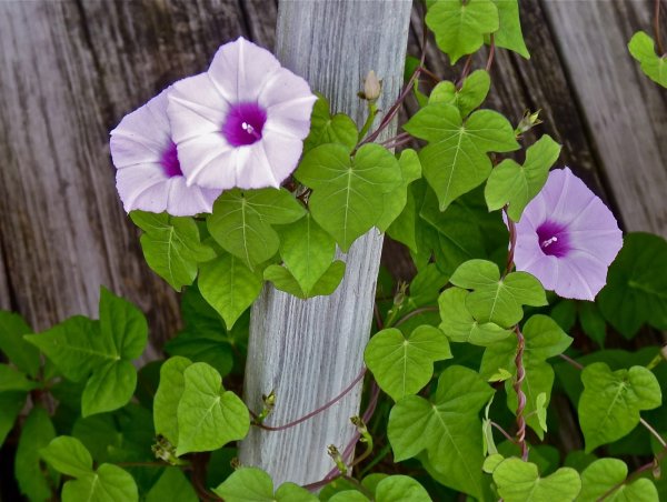 Ипомея Пикоти синяя