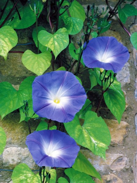 Ипомея трехцветная