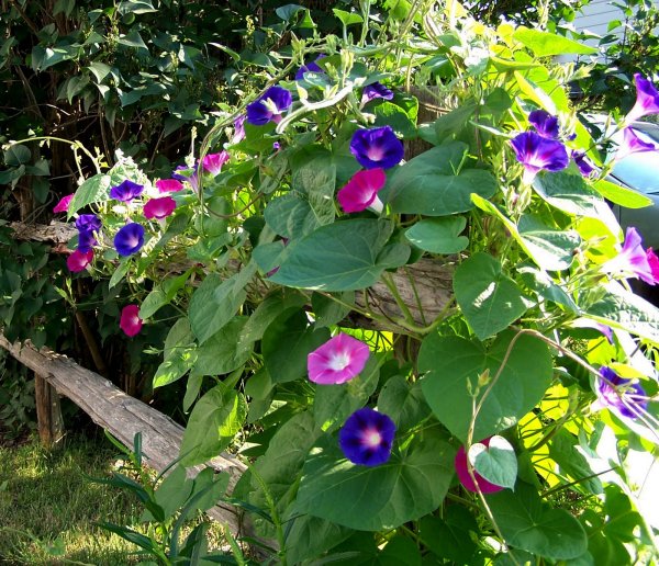 Вьюн ипомея