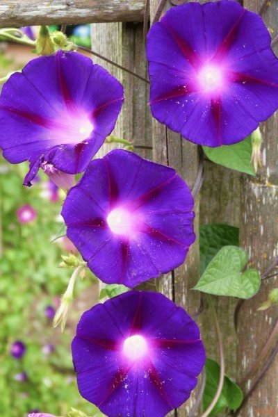 Ипомея Вьюнок