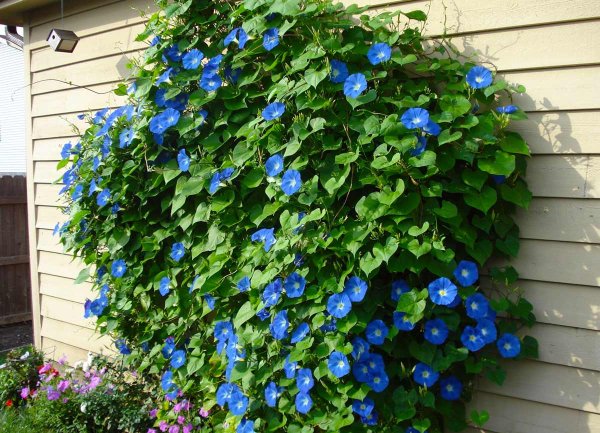 Садовая Лиана ипомея