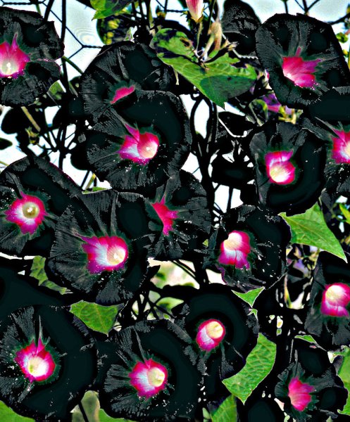 Ипомея пурпурная