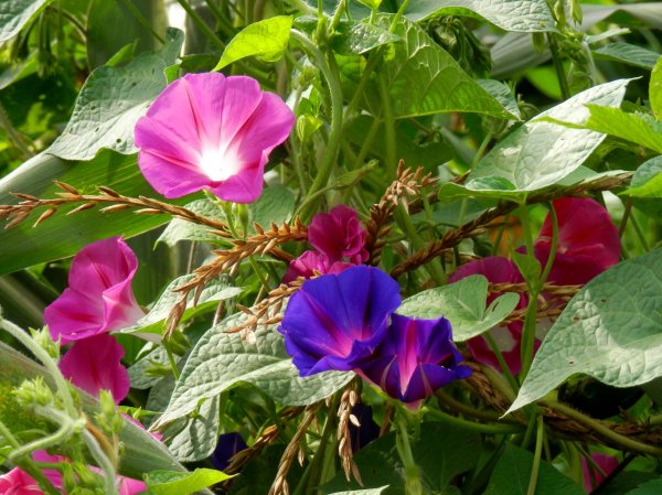 Ипомея Фарбитис