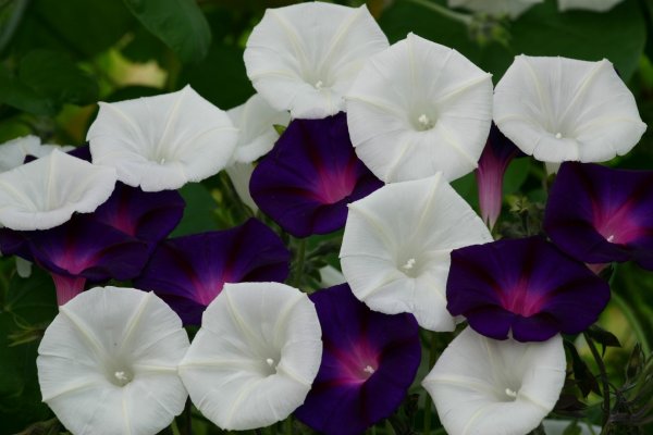 Ипомея Монинг Глори