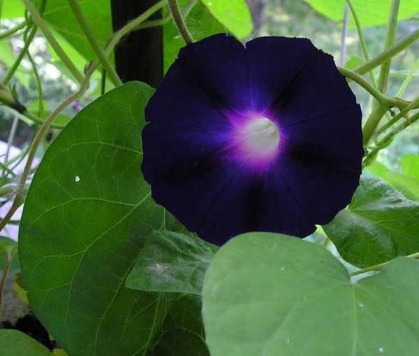 Вьюн ипомея