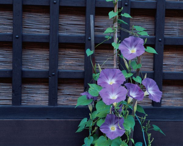 Ипомея Вьюнок