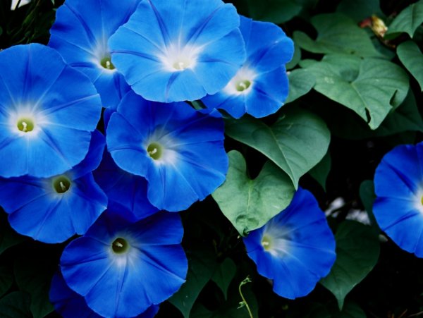 Вьюнок полевой (ипомея)