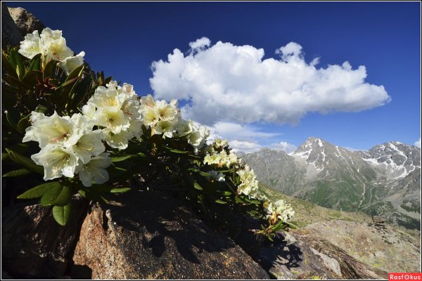 Рододендрон Приэльбрусья