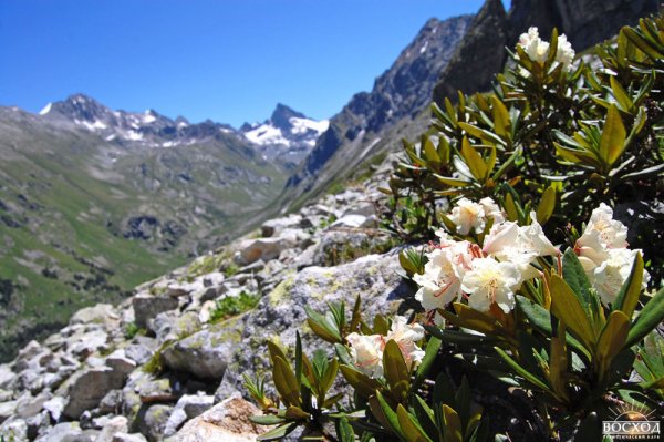 Рододендрон Домбай