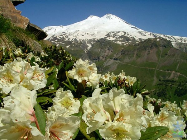 Рододендрон кавказский заповедник