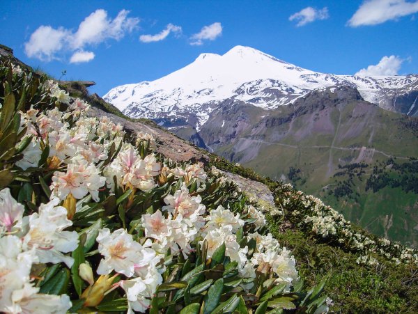 Рододендрон Архыз