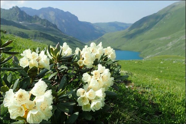Рододендрон Приэльбрусья