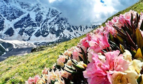 Рододендрон кавказский красная Поляна