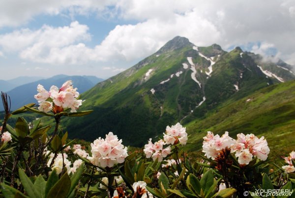 Рододендрон роза Хутор