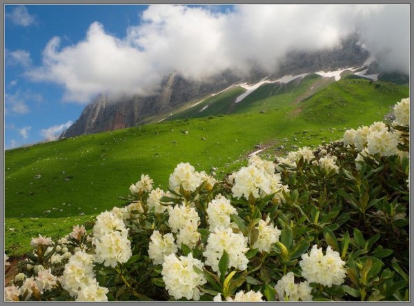 Луга Дагестана Альпийские Дагестана