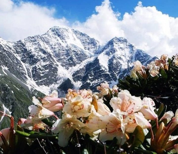 Альпийские Луга Сочи