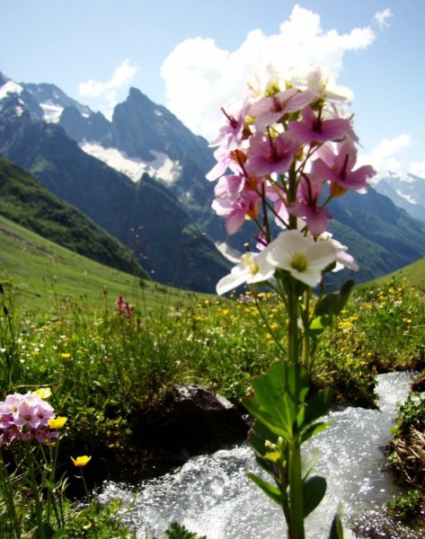 Рододендрон Приэльбрусья