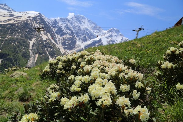 Рододендрон кавказский красная Поляна