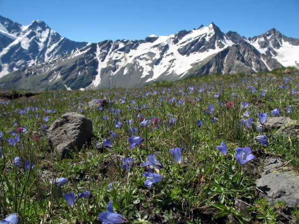 Альпийские Луга Северного Кавказа