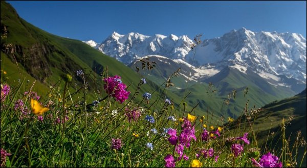 Субальпийские Луга Кавказа