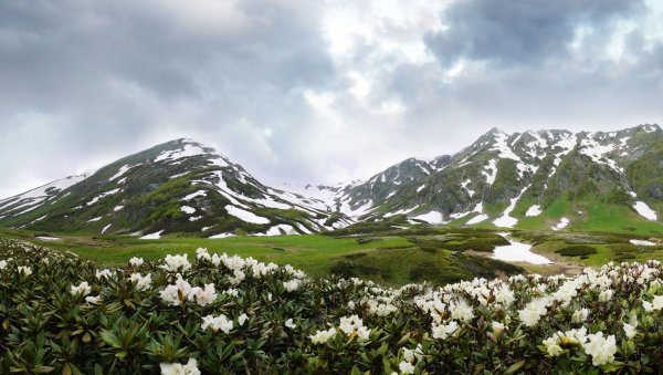 Альпийские Луга Кавказа