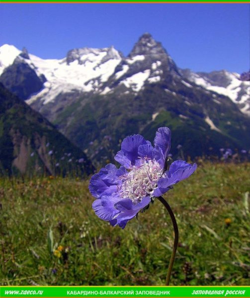 Альпийские Луга Эльбруса