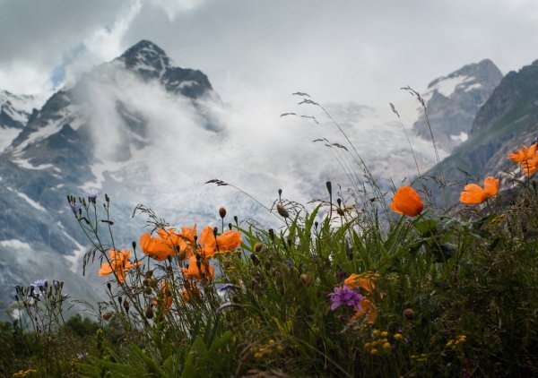 Рододендрон Адамса