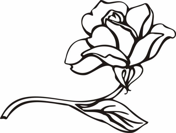 Рисунок цветов контур