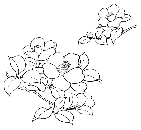 Цветы контур