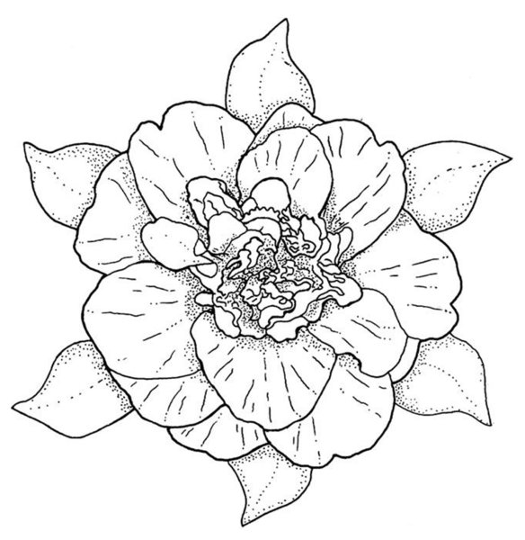 Цветы контур