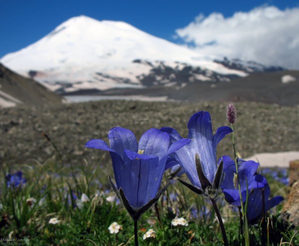 Гора Монблан и Альпийские Луга