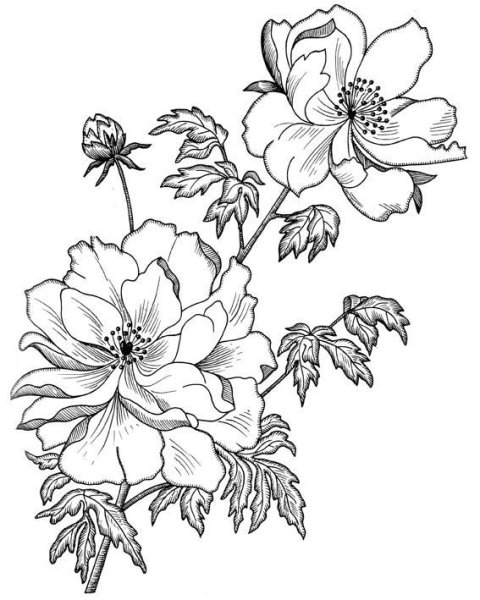 Цветы рисунок