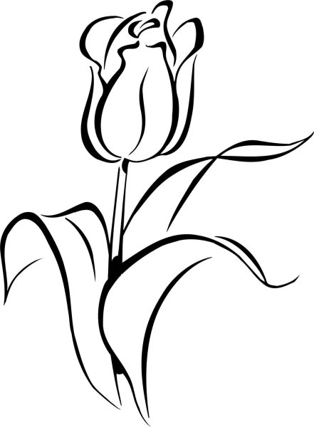 Контуры цветов для рисования