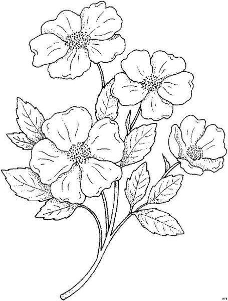 Цветы для выжигания