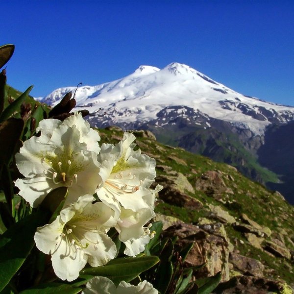 Рододендрон высокогорный