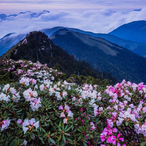 Рододендрон Приэльбрусья
