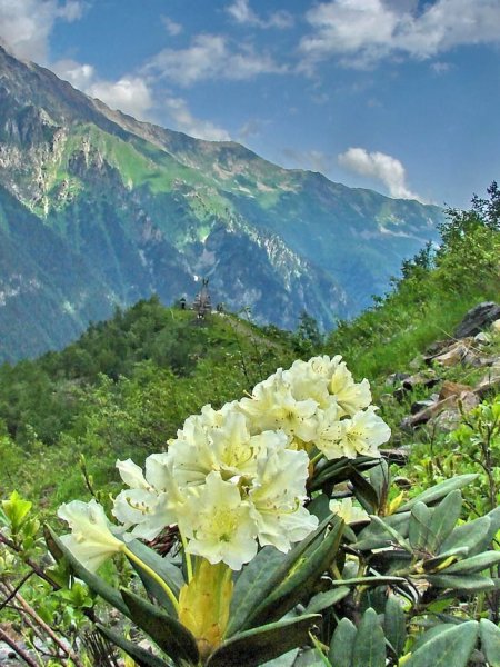 Рододендрон Эльбрус