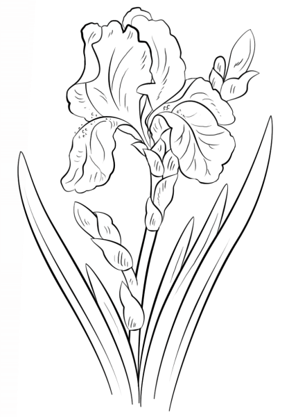 Ирис Касатик рисунок