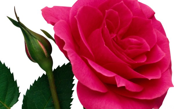 Благодарность картинки