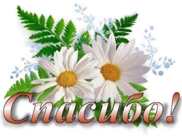 Открытки спасибо с ромашками
