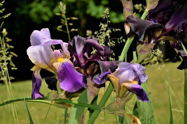 Ирис (Iris) Apollo