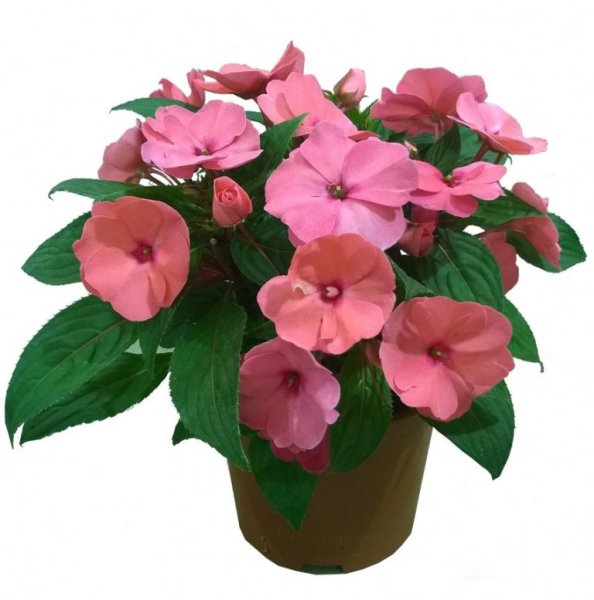 Бальзамин огонек