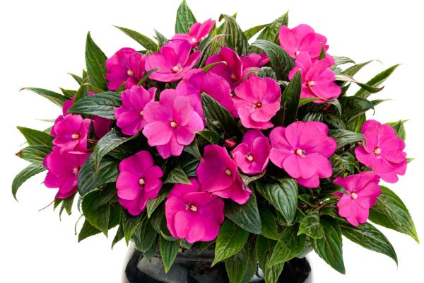 Бальзамин новогвинейский