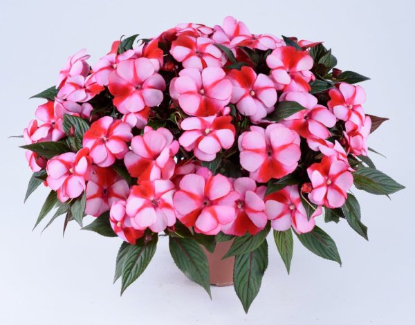 Балзамин новогневский