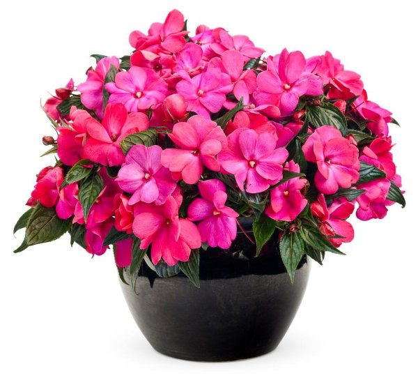 Бальзамин цветок комнатный